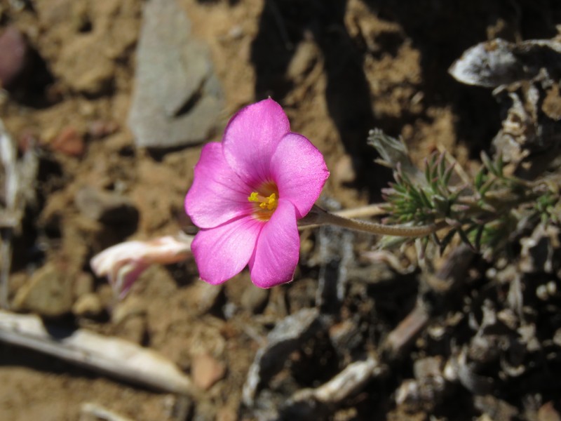 Oxalis hirta var. hirta photo 4