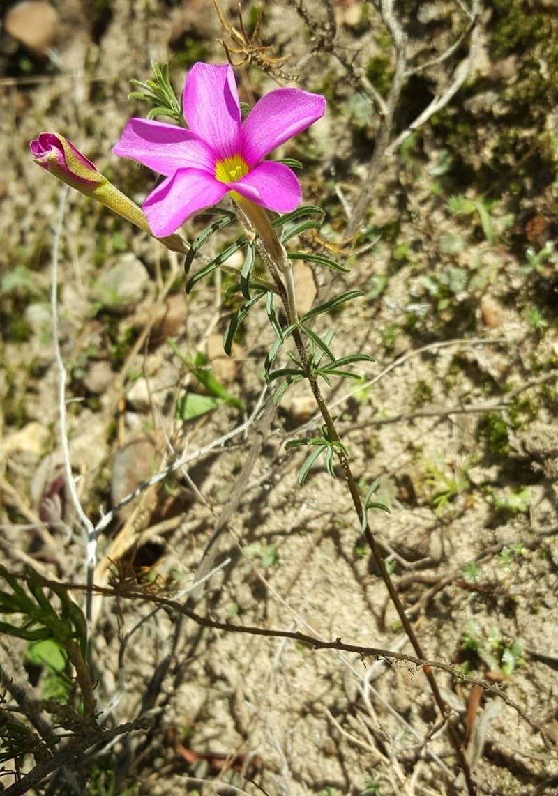 Oxalis hirta var. intermedia