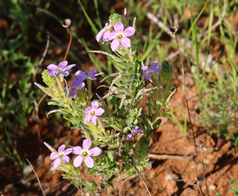Oxalis hirta var. polioeides