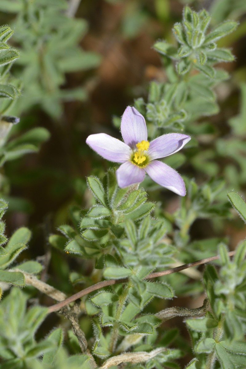 Oxalis hirta var. polioeides photo 2