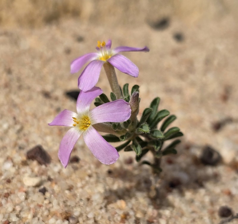 Oxalis hirta var. polioeides photo 3