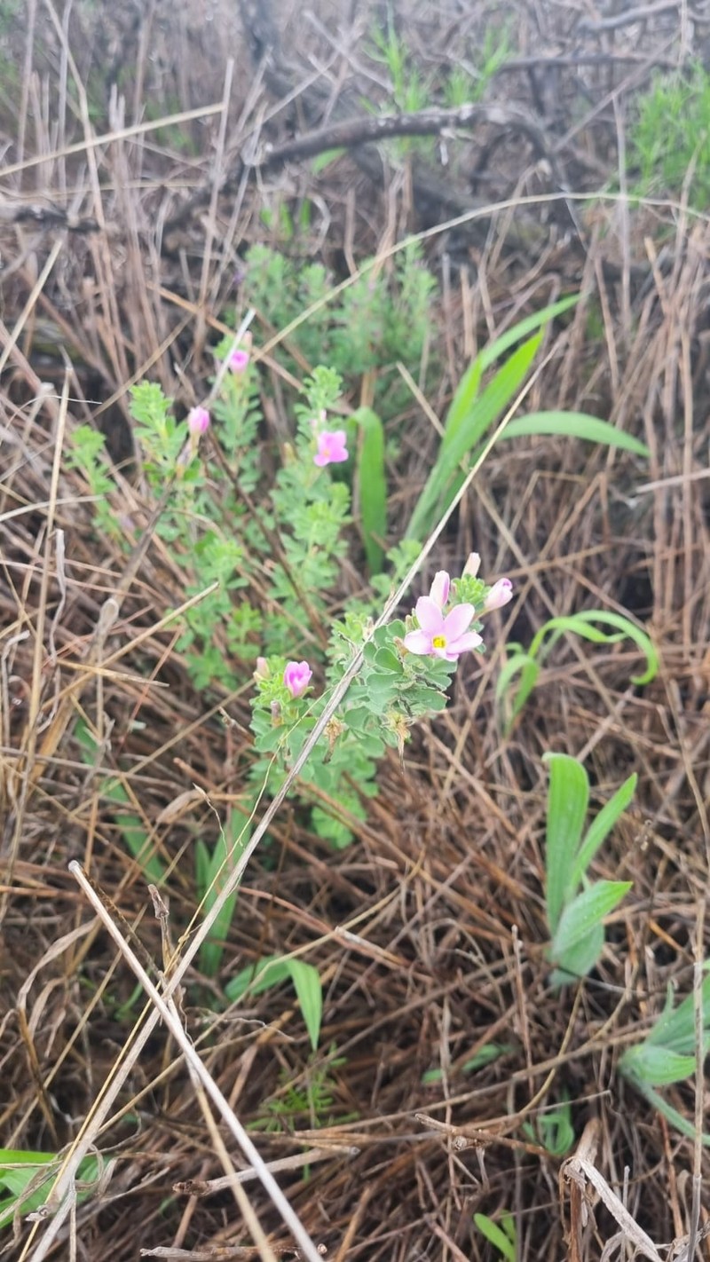 Oxalis hirta var. polioeides photo 4