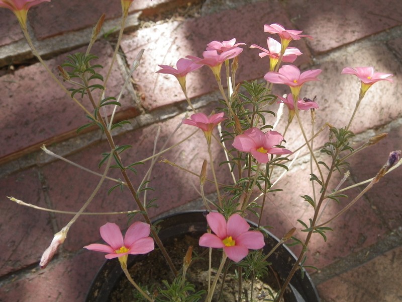 Oxalis hirta var. tenuicaulis