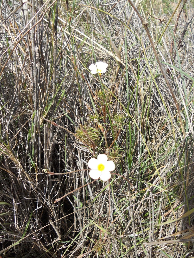 Oxalis hirta var. tenuicaulis photo 2