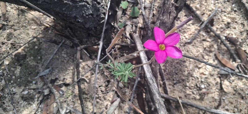 Oxalis hirta var. tubiflora