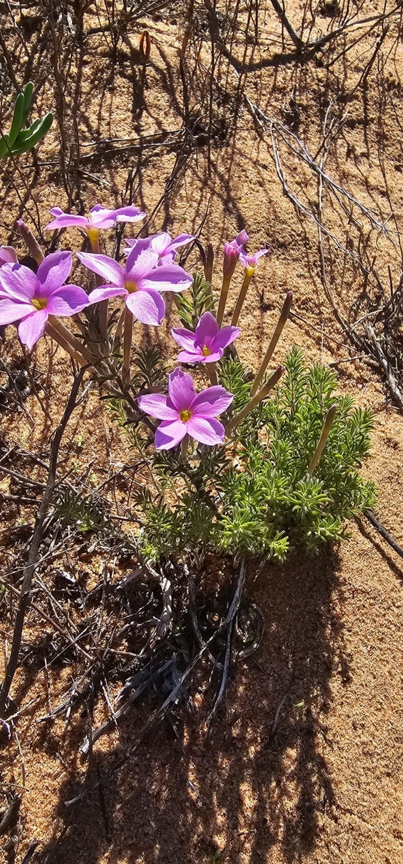 Oxalis hirta var. tubiflora photo 2