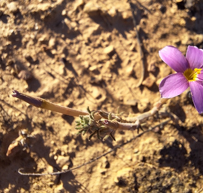 Oxalis hirta var. tubiflora photo 3