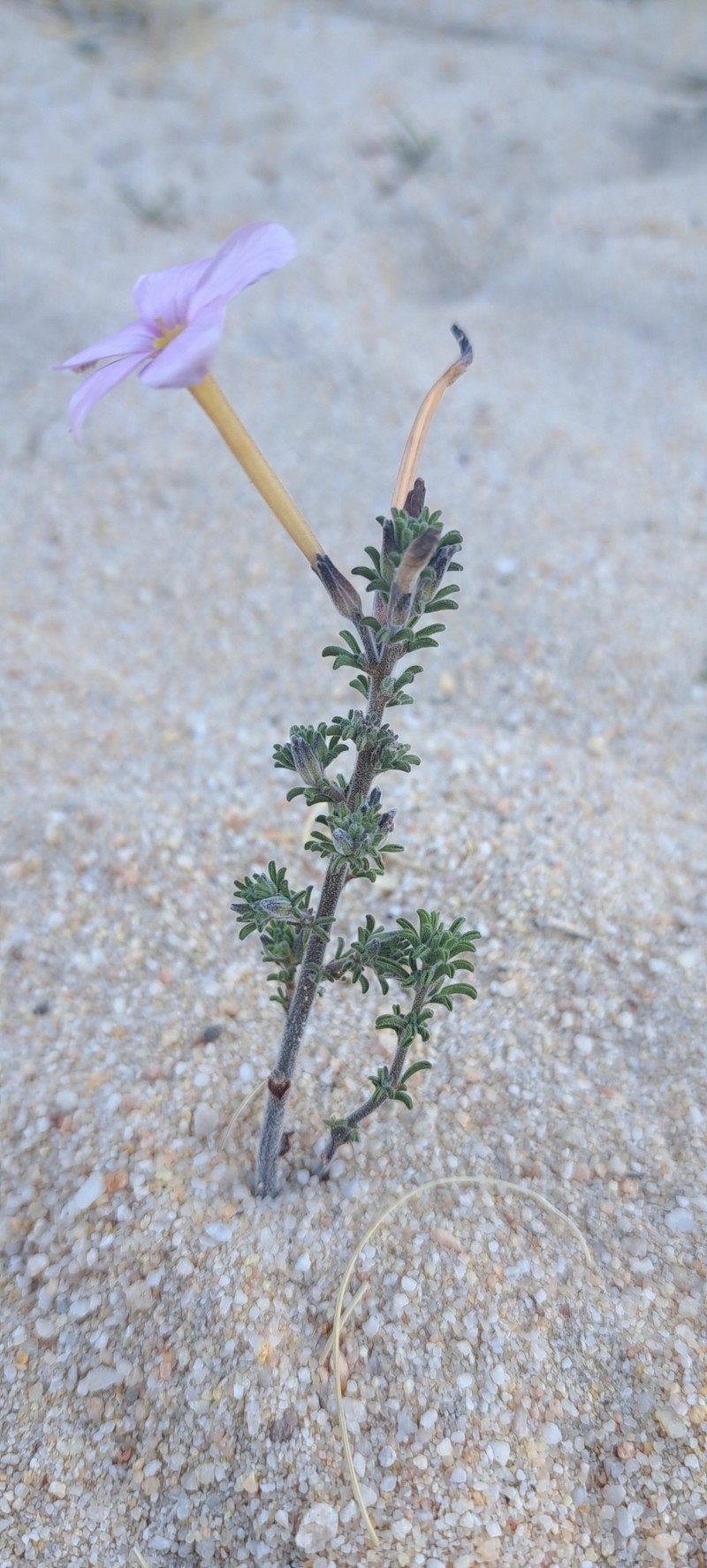 Oxalis hirta var. tubiflora photo 4