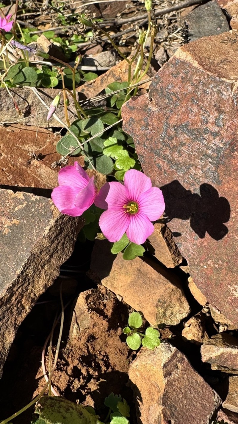 Oxalis hispidula