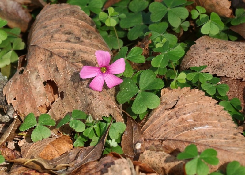Oxalis hispidula photo 2
