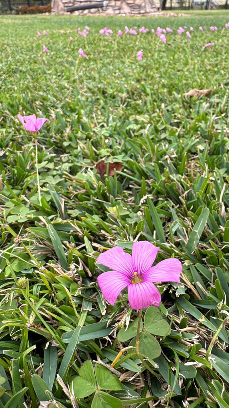 Oxalis hispidula photo 3