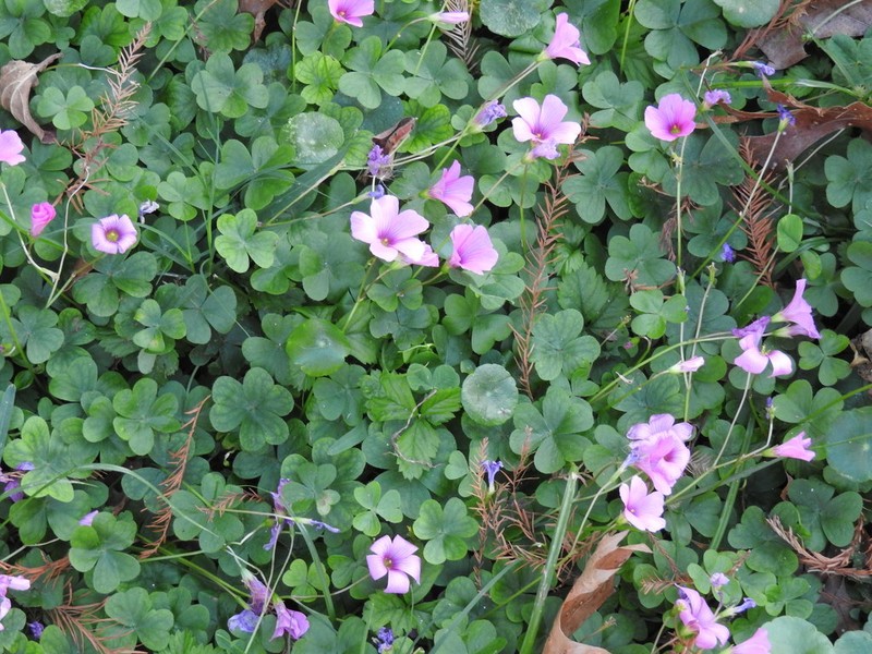 Oxalis hispidula photo 4