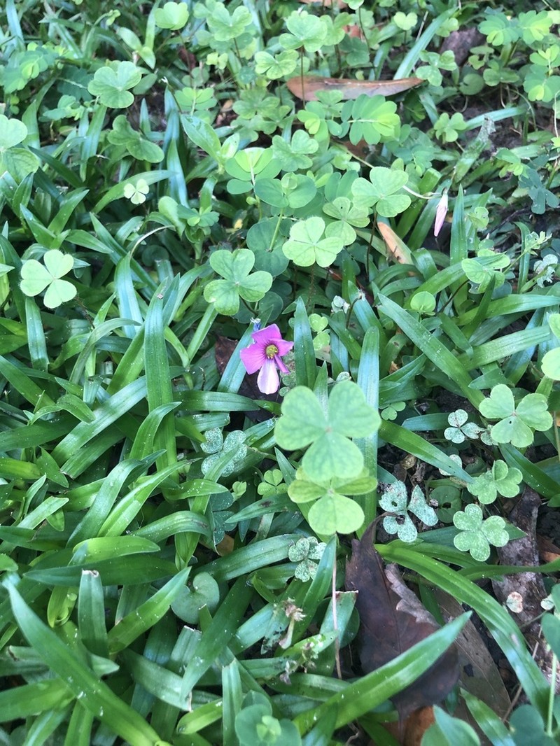 Oxalis hispidula photo 5