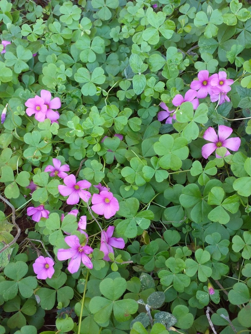 Oxalis hispidula photo 6