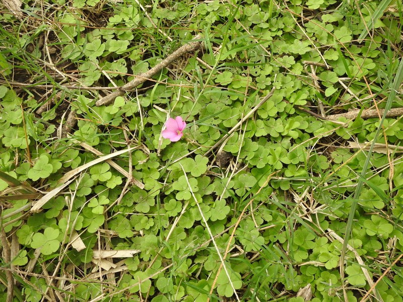 Oxalis hispidula photo 7