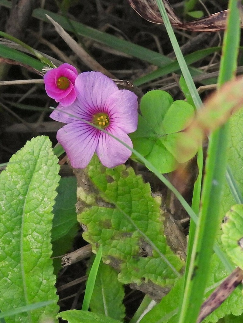 Oxalis hispidula photo 8