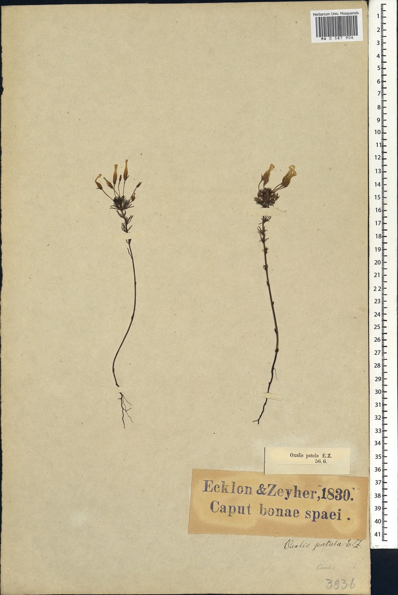 Oxalis hochreutineri photo 2