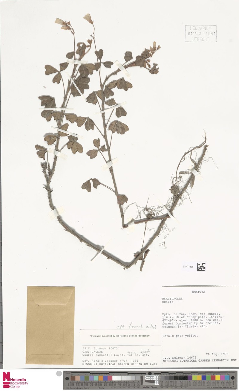 Oxalis humbertii