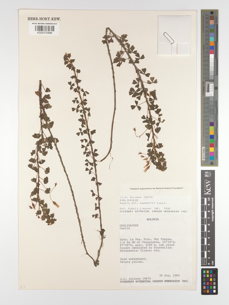 Oxalis humbertii photo 2