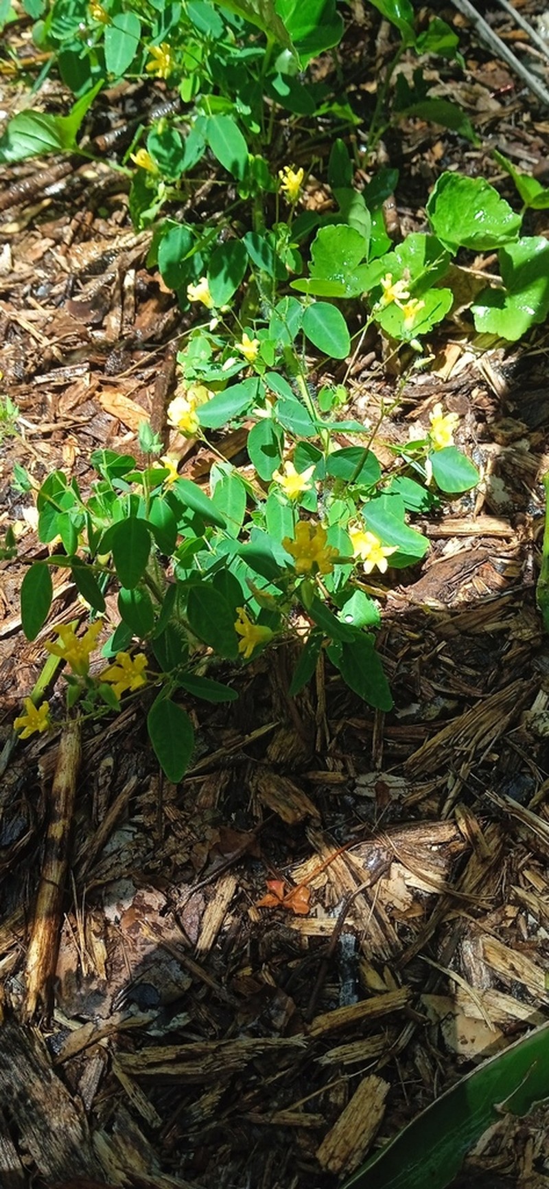 Oxalis hyalotricha