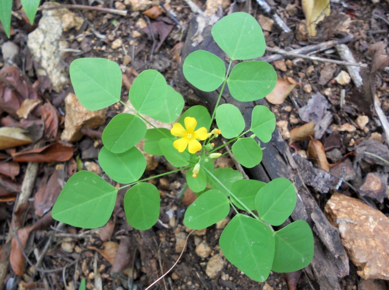 Oxalis hyalotricha photo 2