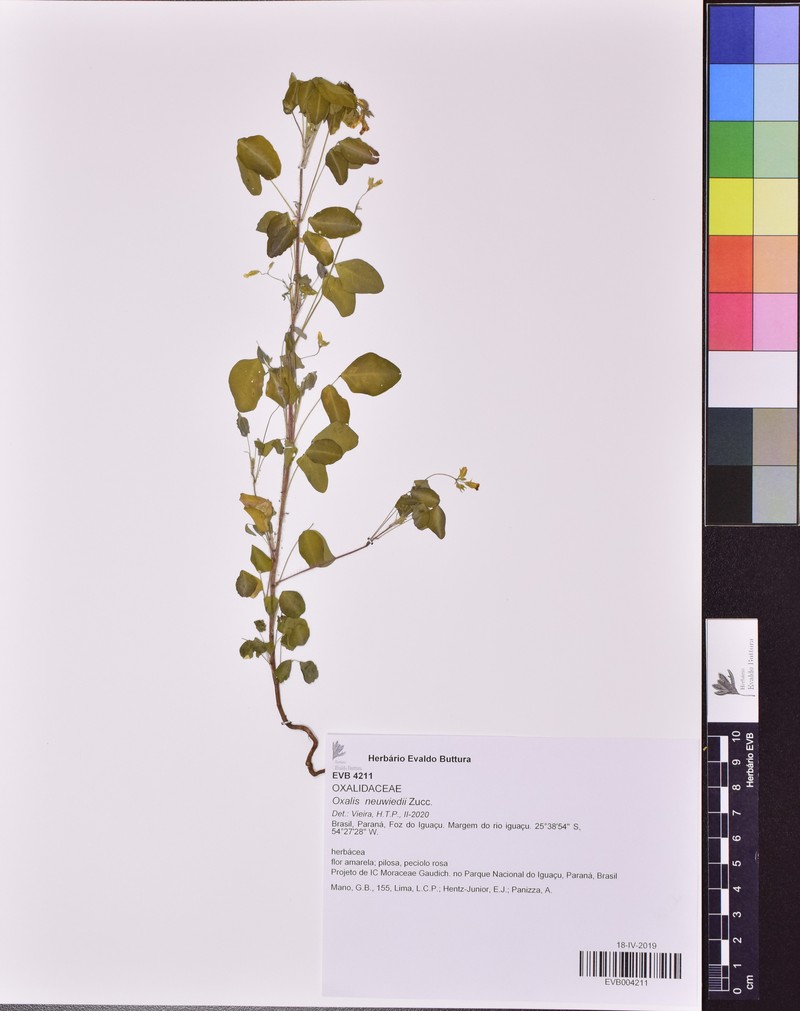Oxalis hyalotricha photo 4