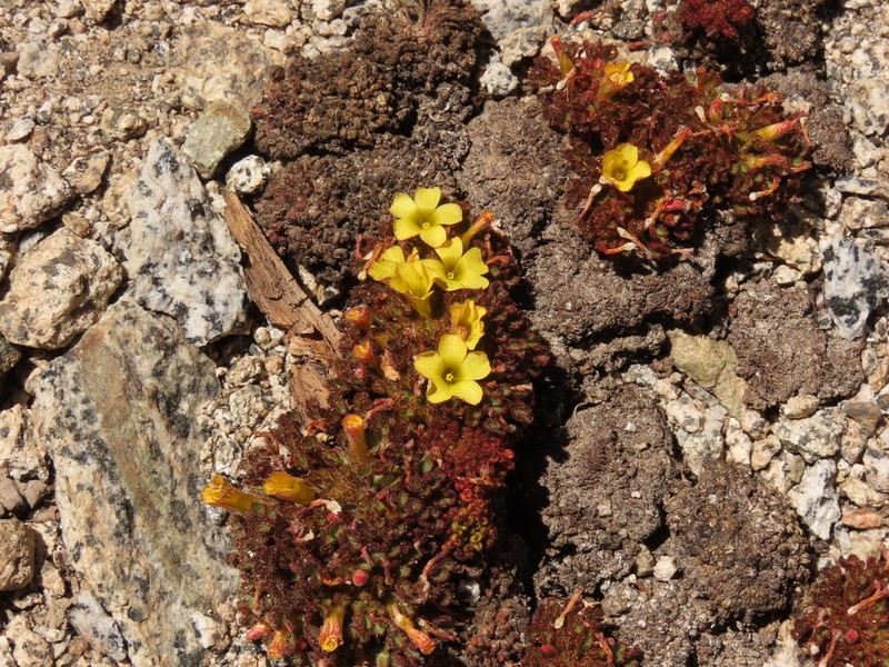 Oxalis hypsophila