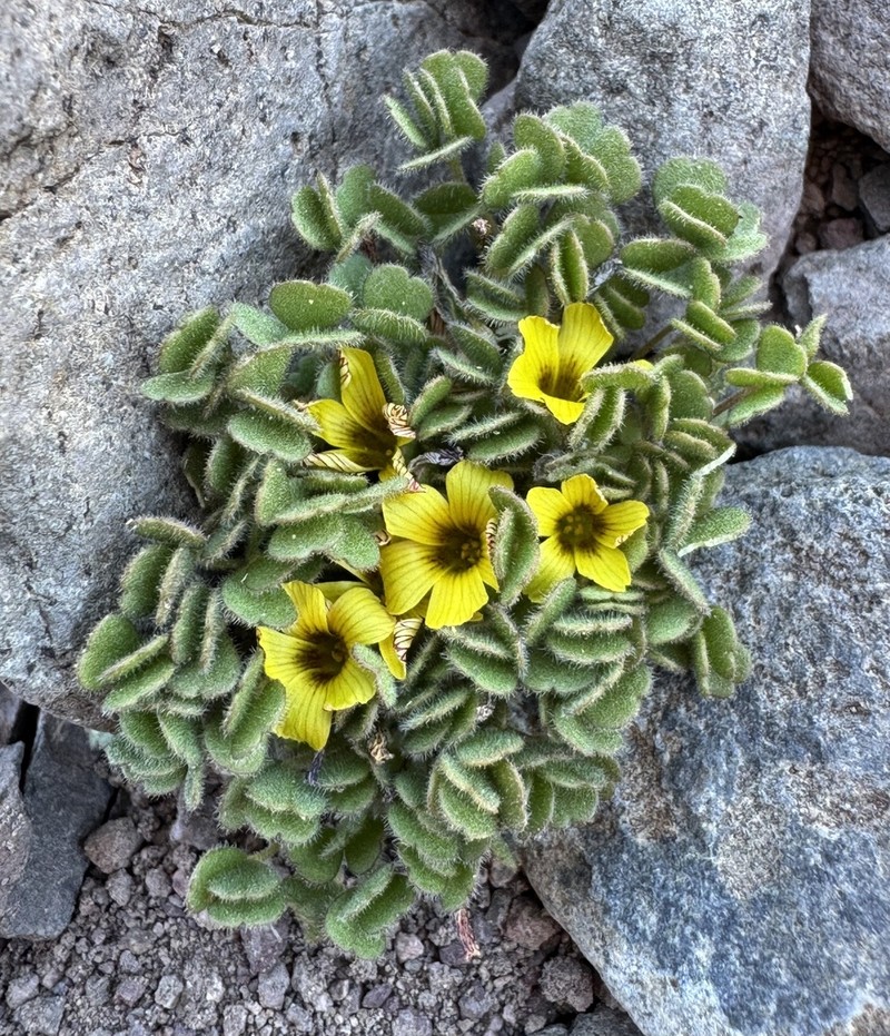 Oxalis hypsophila photo 2