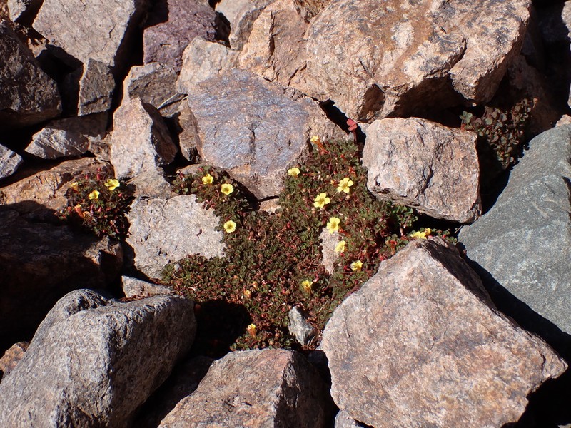 Oxalis hypsophila photo 3