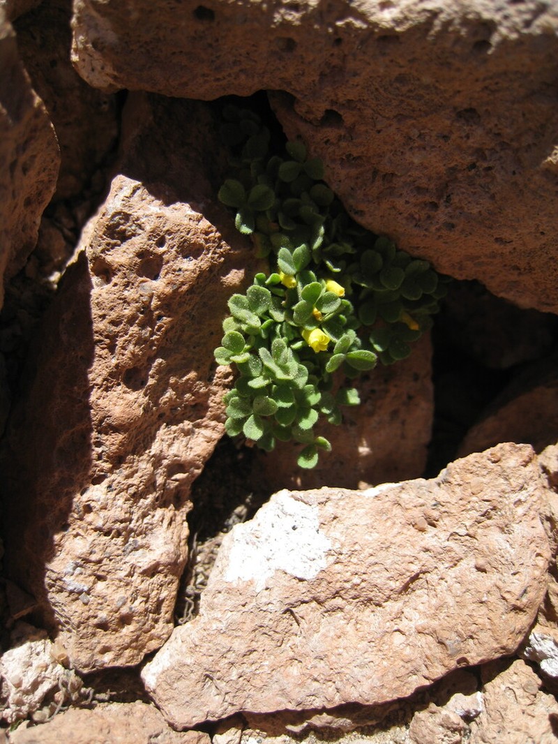 Oxalis hypsophila photo 4
