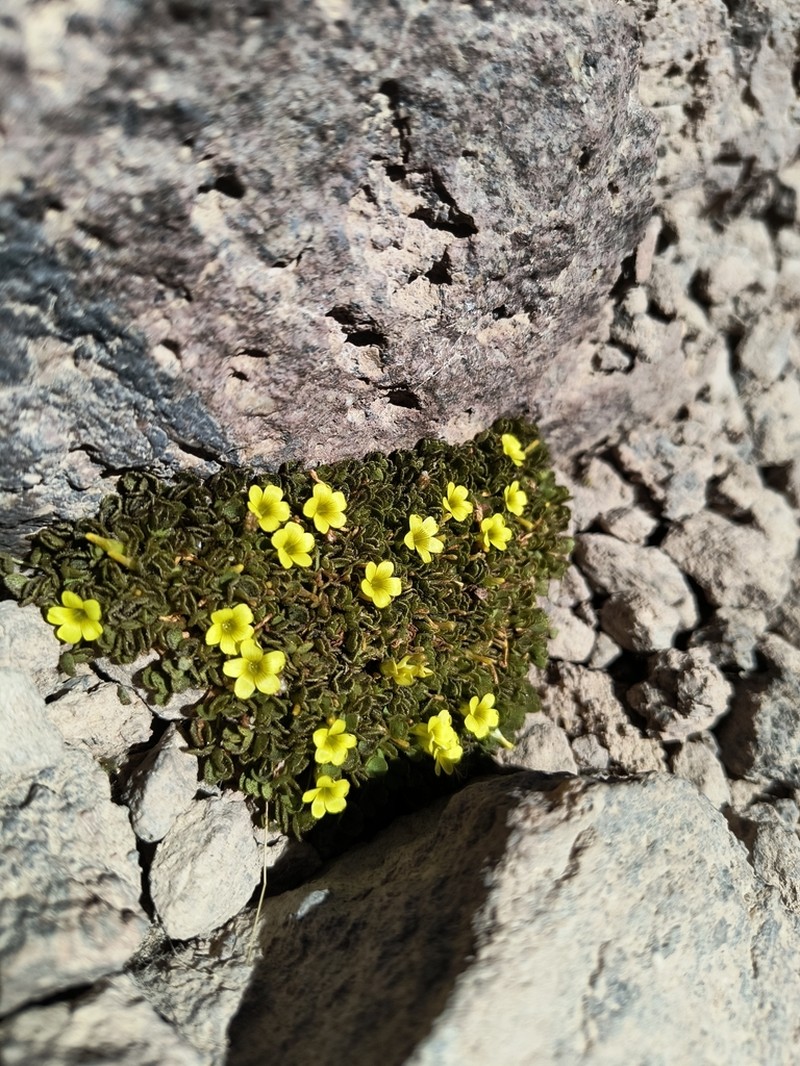 Oxalis hypsophila photo 5