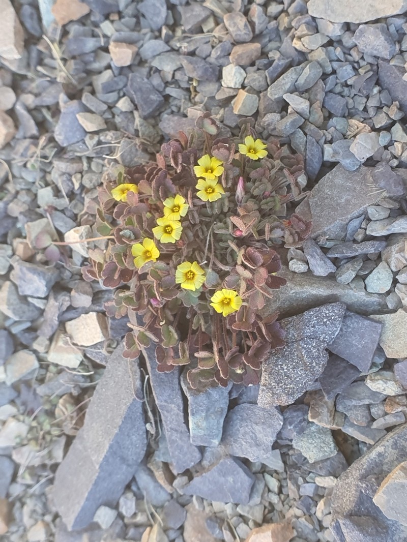 Oxalis hypsophila photo 6