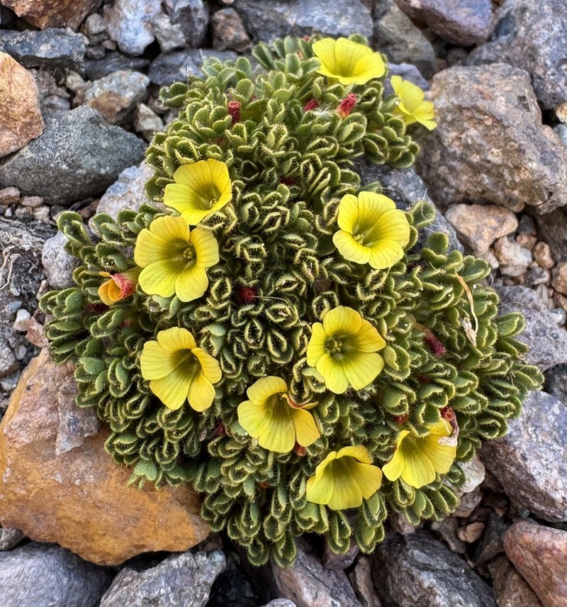Oxalis hypsophila photo 7