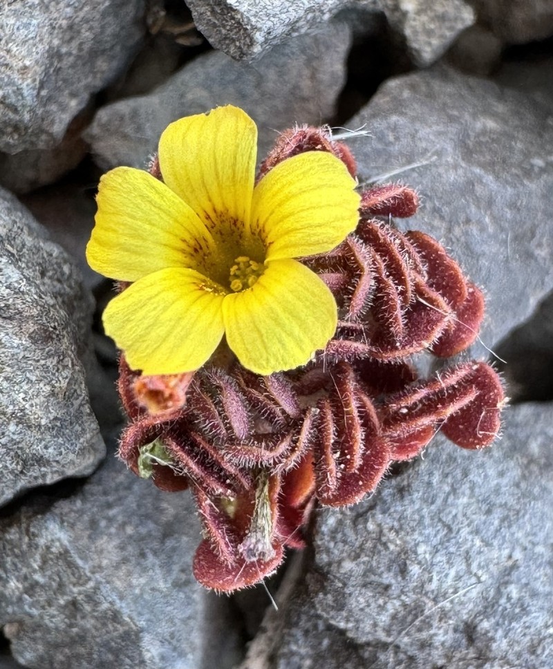 Oxalis hypsophila photo 8