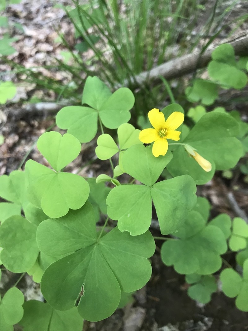 Illinois Woodsorrel photo 3
