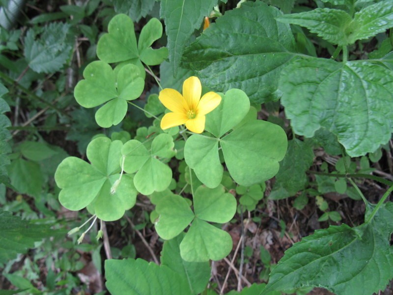 Illinois Woodsorrel photo 4