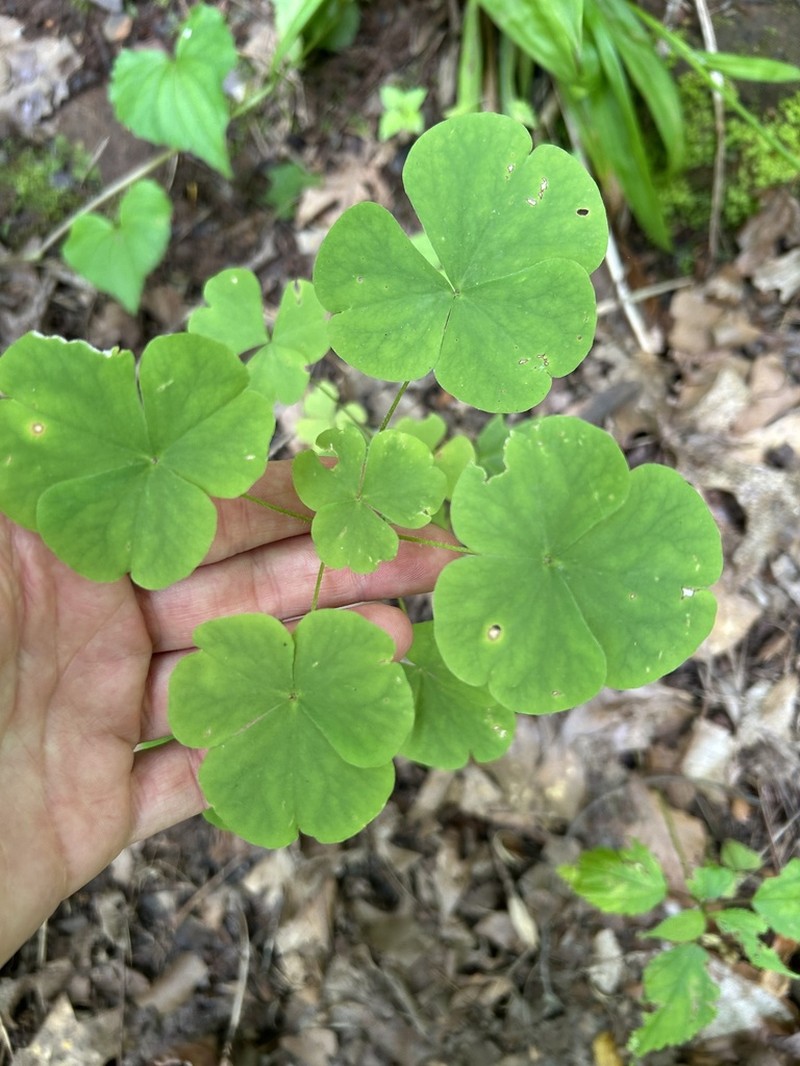Illinois Woodsorrel photo 5