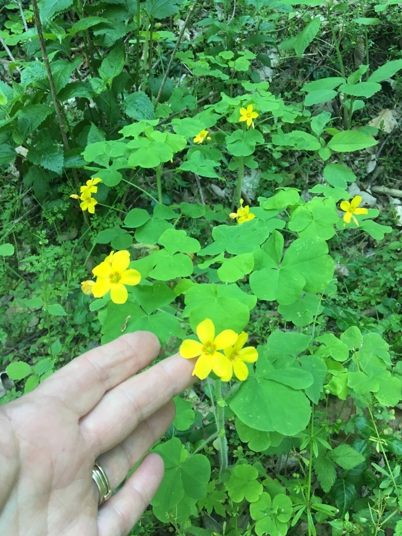 Illinois Woodsorrel photo 6