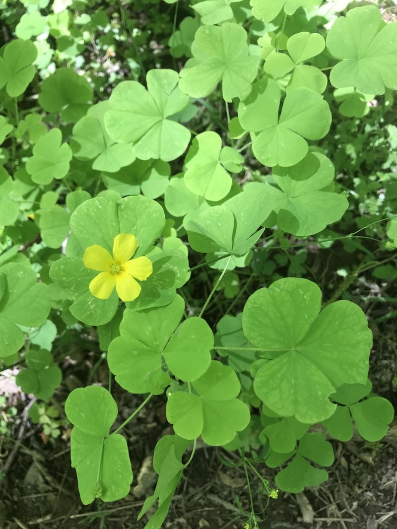 Illinois Woodsorrel photo 7