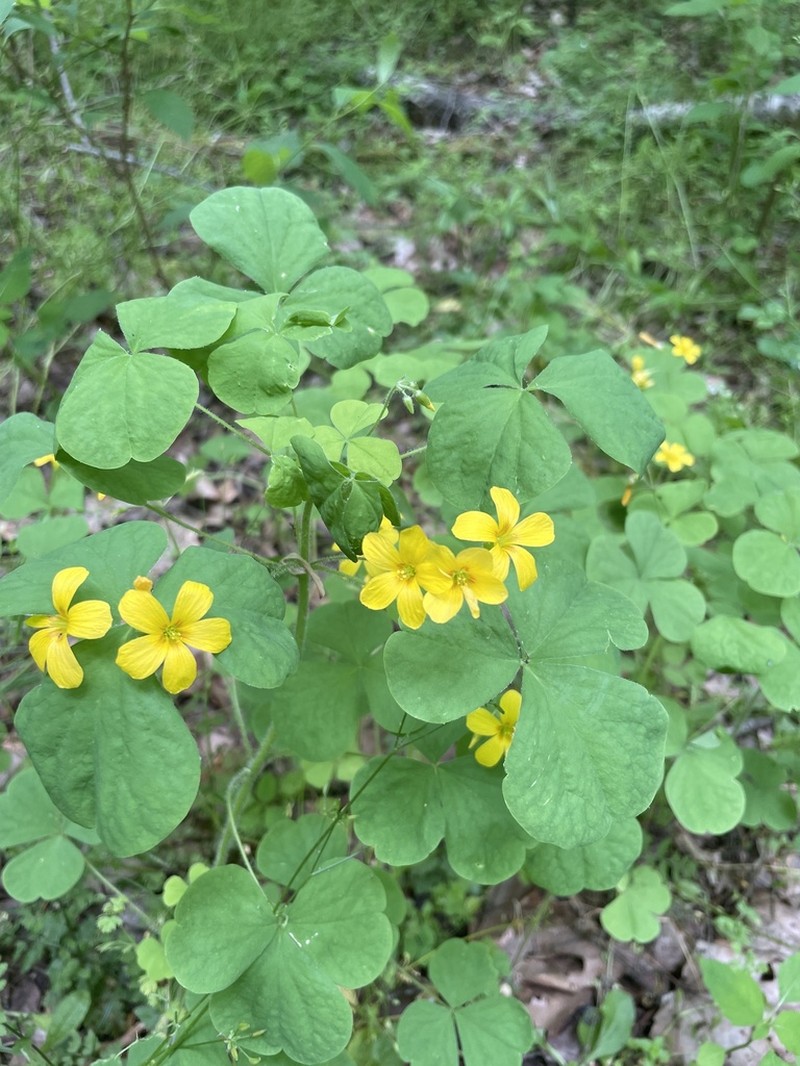 Illinois Woodsorrel photo 8