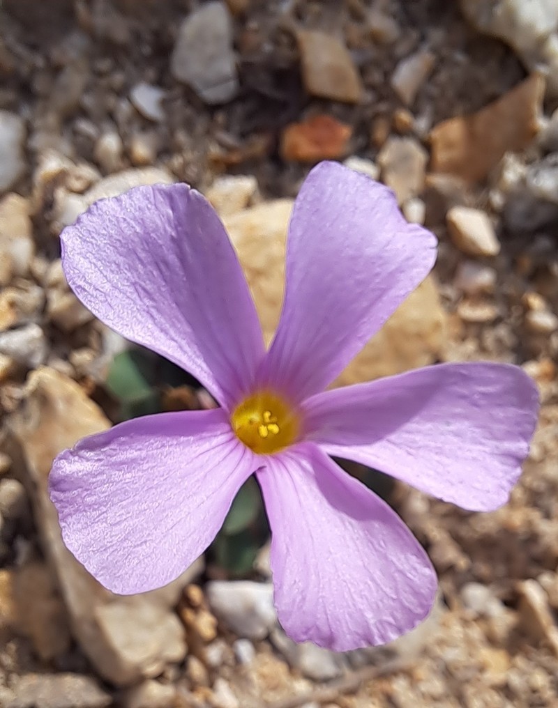 Oxalis imbricata photo 2