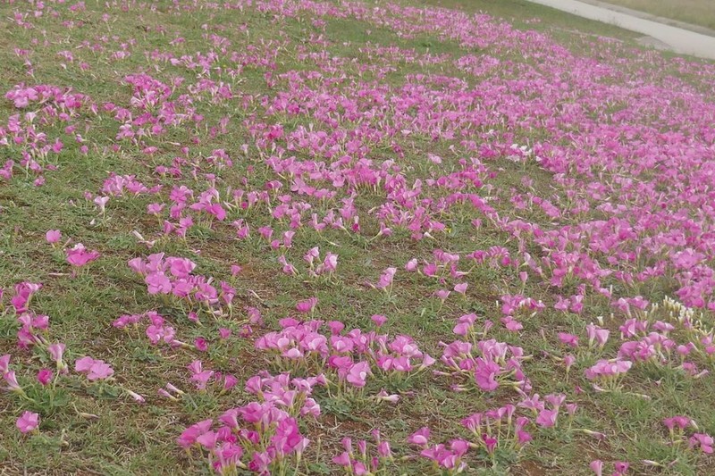 Oxalis imbricata photo 3