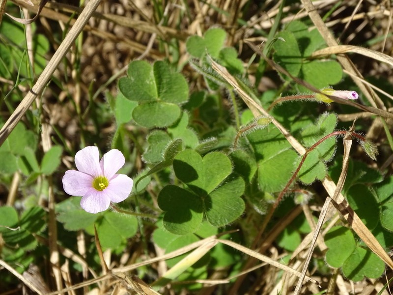 Oxalis imbricata photo 4