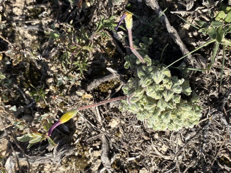Oxalis imbricata photo 5