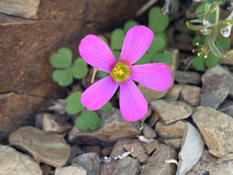 Oxalis imbricata photo 6