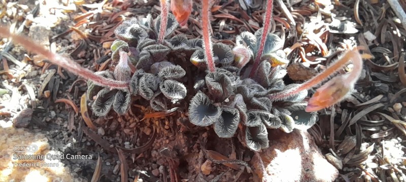 Oxalis imbricata photo 7