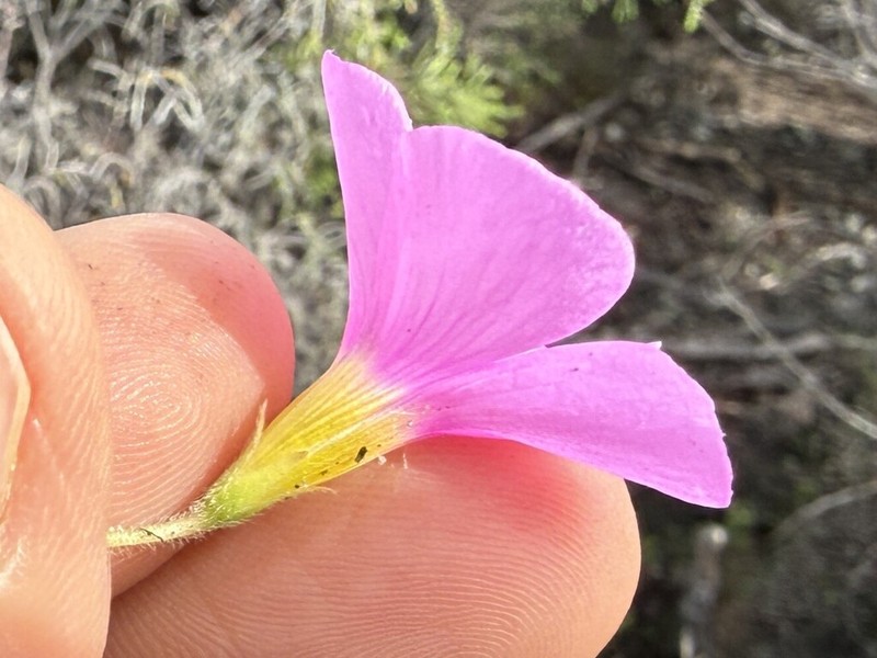 Oxalis imbricata photo 8