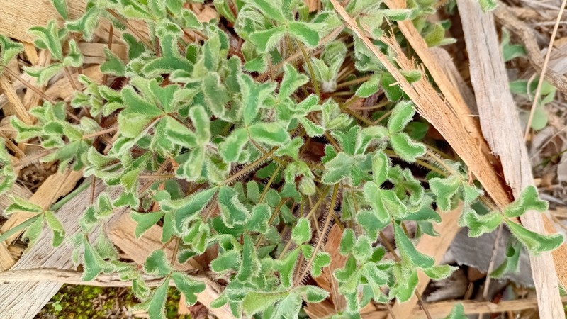 Oxalis imbricata var. cuneifolia