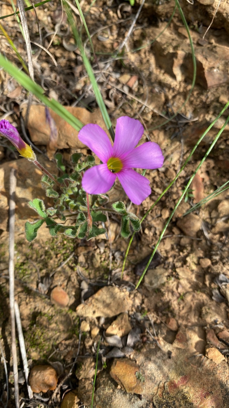 Oxalis imbricata var. cuneifolia photo 2
