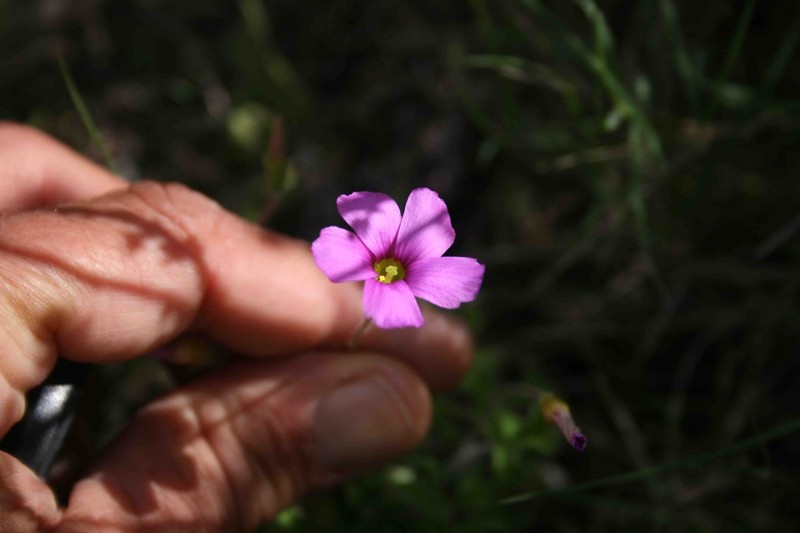 Oxalis imbricata var. cuneifolia photo 3